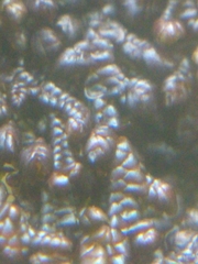 Jubula pennsylvanica