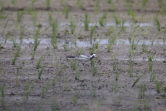 Motacilla alba baicalensis