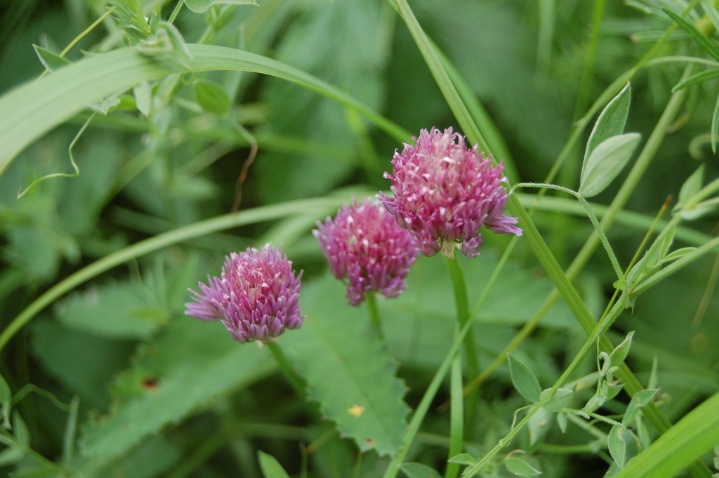 Chives in flower in a herb bed