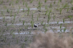 Motacilla alba baicalensis