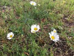 Leucanthemum vulgare