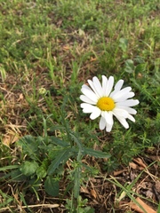 Leucanthemum vulgare