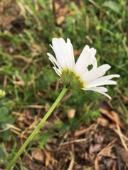 Leucanthemum vulgare
