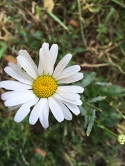 Leucanthemum vulgare
