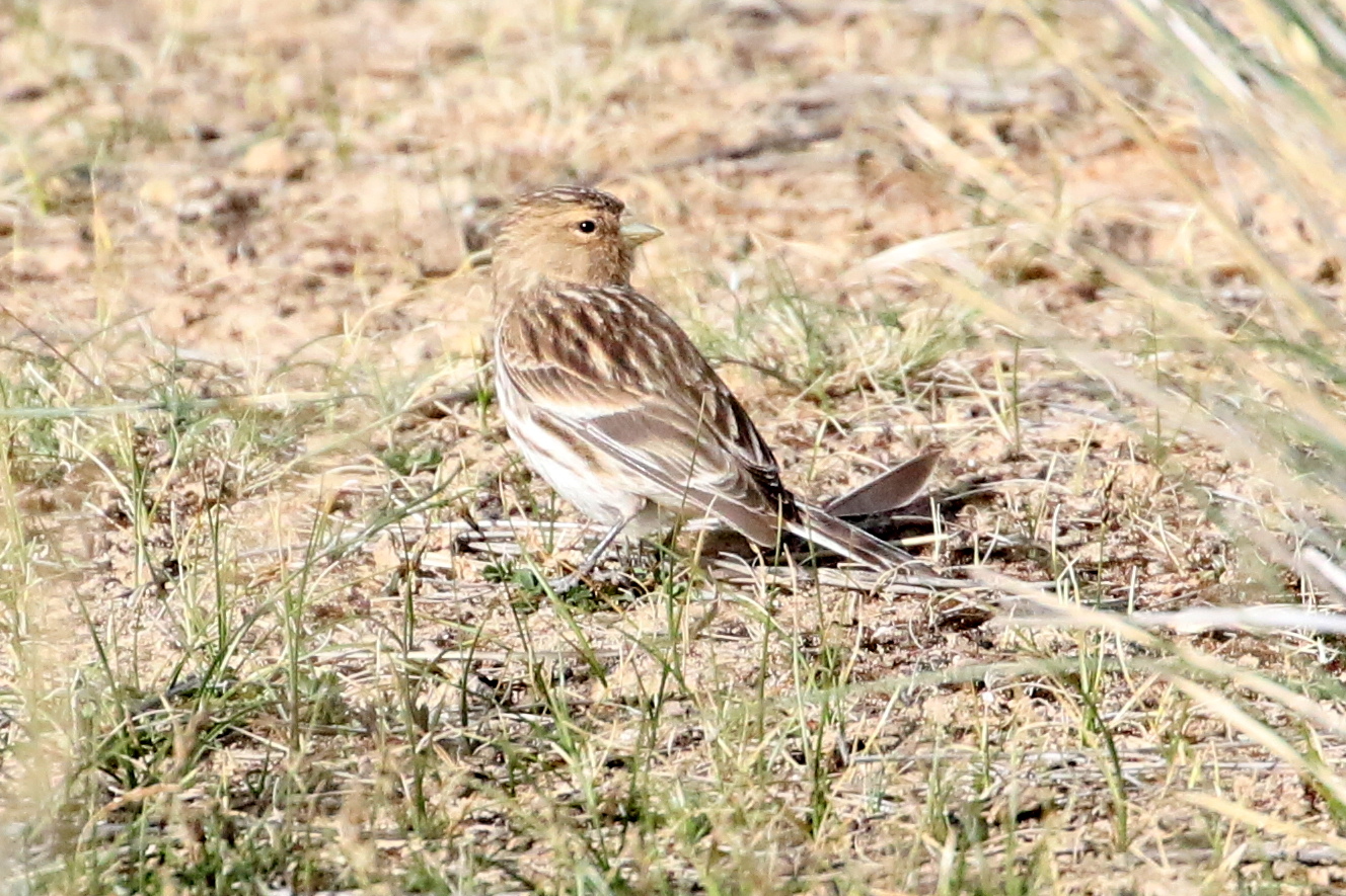 Twite