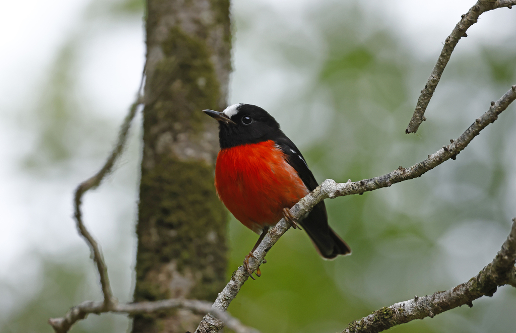 Pacific Robin