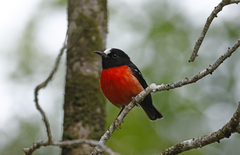 Pacific Robin photo 1