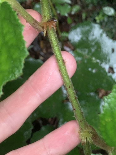 Image of Rubus buergeri by (c) Daniel J. Layton, some rights reserved (CC BY)