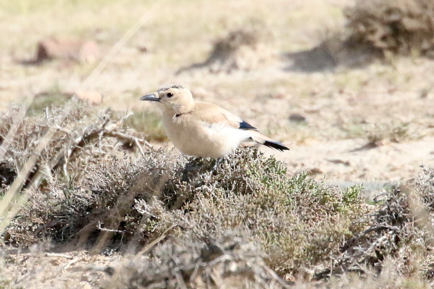 Mongolian Ground Jay