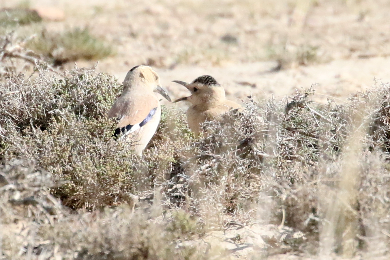 Mongolian Ground Jay