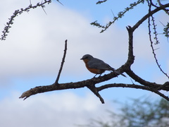 Melaenornis semipartitus