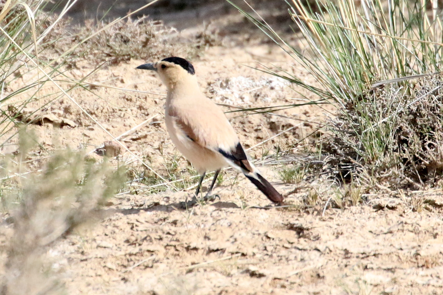 Mongolian Ground Jay
