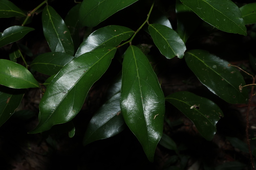 Image of Endiandra discolor by (c) Greg Tasney, some rights reserved (CC BY-SA)