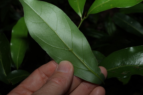 Image of Endiandra discolor by (c) Greg Tasney, some rights reserved (CC BY-SA)