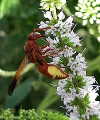 Rhynchium oculatum