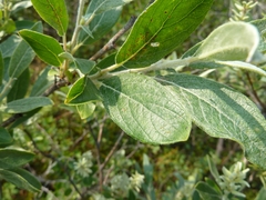 Salix glauca