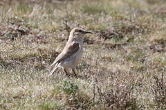 Pseudopodoces humilis