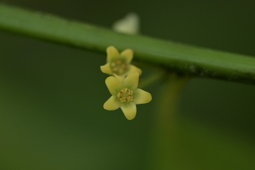 Image of Melicytus macrophyllus by (c) Christopher Stephens, some rights reserved (CC BY-SA)
