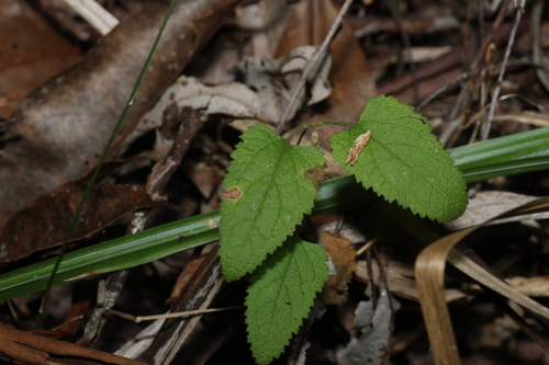Image of Teucrium argutum by (c) Greg Tasney, some rights reserved (CC BY-SA)