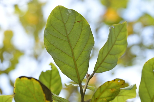 Image of Beilschmiedia tarairi by (c) Christopher Stephens, some rights reserved (CC BY-SA)