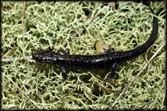 Plethodon ouachitae