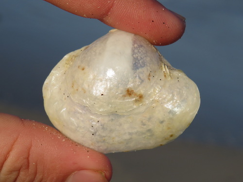 Anomia ephippium
