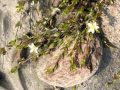 Wilhelmsia physodes (Wilhelmsia physodes)
