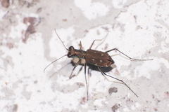 Cylindera