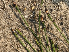 Equisetum variegatum variegatum