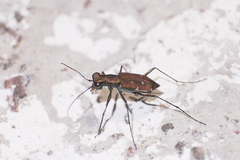 Cylindera