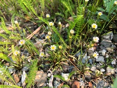 Erigeron lonchophyllus