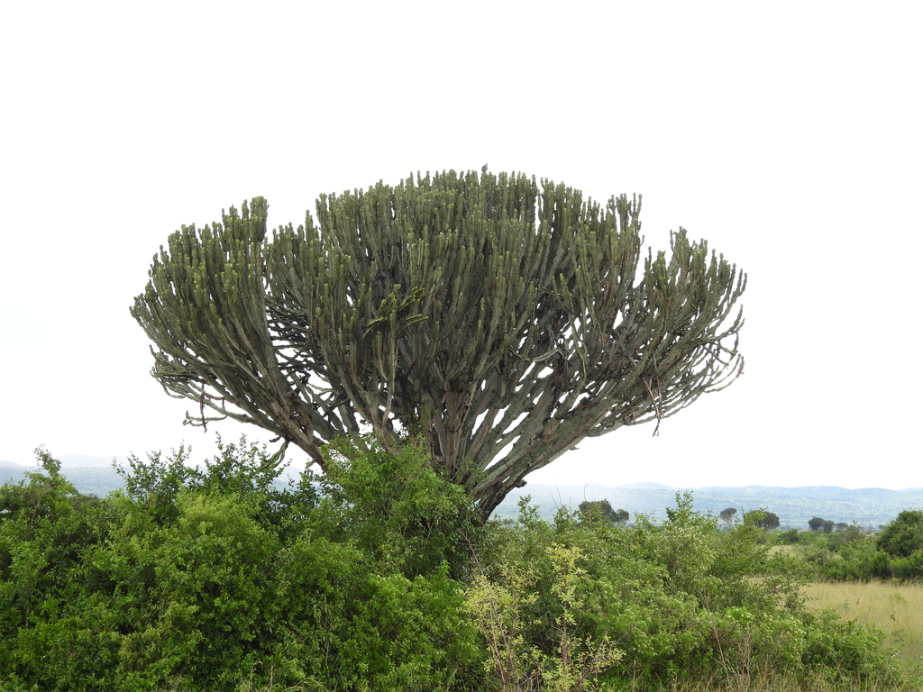 Euphorbia ingens, Rubirizi District, Uganda, by wilmavankaathoven
