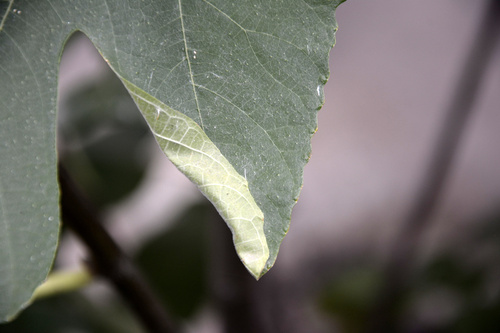 fig-tree skeletonizer moth