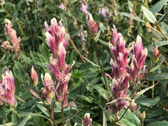 Castilleja raupii