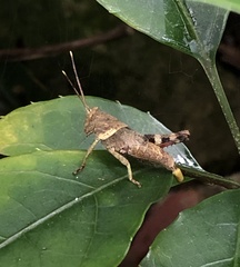 Apalacris varicornis