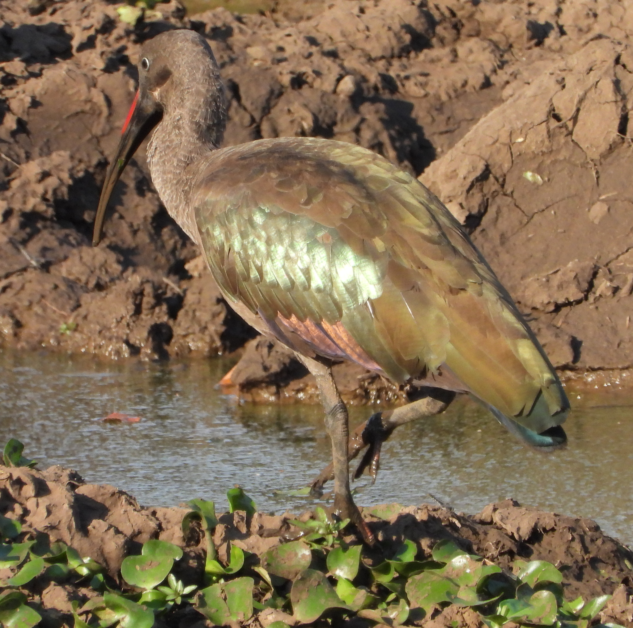 Hadada Ibis illustration