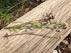 Erigeron lonchophyllus