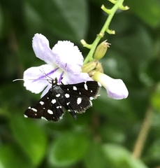 Bocchoris inspersalis