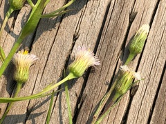 Erigeron lonchophyllus