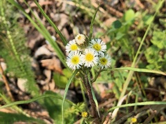 Erigeron lonchophyllus