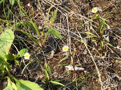Erigeron lonchophyllus