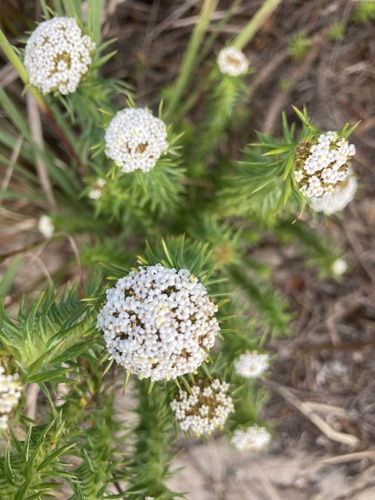Image of Stoebe aethiopica by (c) jeanetteclarke, some rights reserved (CC BY-SA)