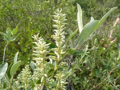 Salix glauca
