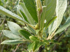 Salix glauca