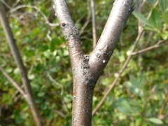 Salix glauca