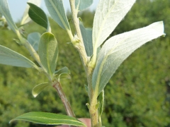 Salix glauca