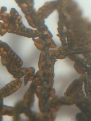 Jubula pennsylvanica