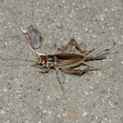 Gryllus personatus