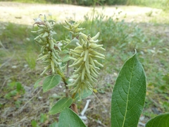 Salix glauca
