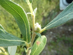 Salix glauca